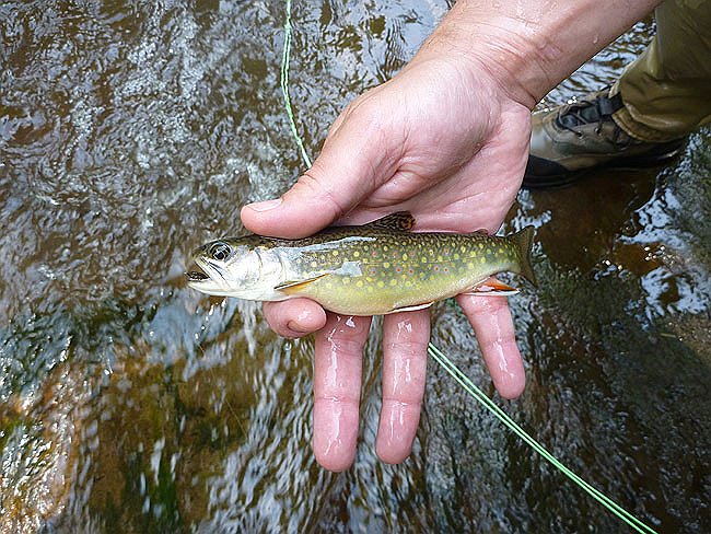 Gary's stream bred brook.JPG